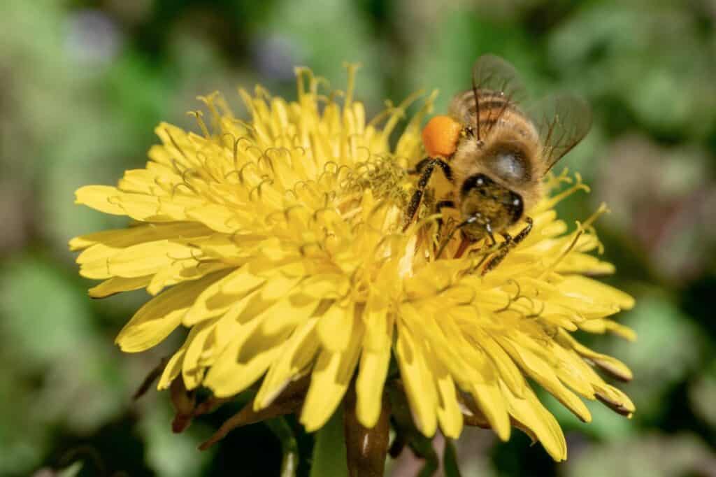 honeybee on yellow dandelion flower