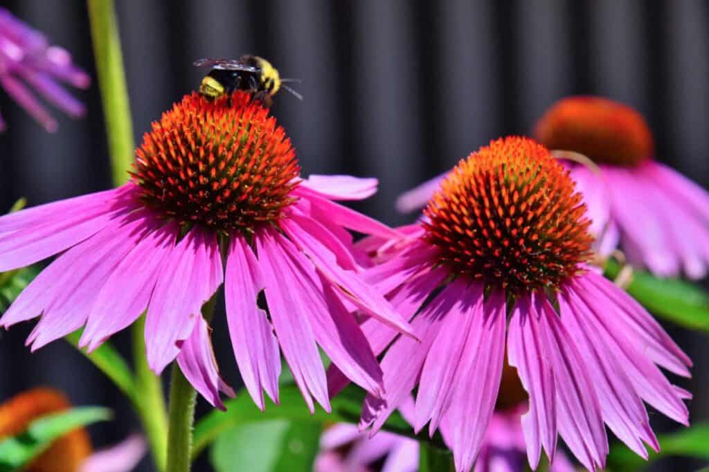 honeybee on purple coneflowers stock