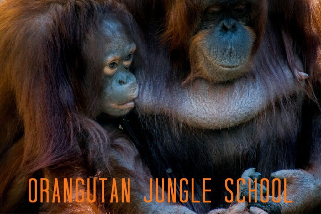 Orangutan Jungle School