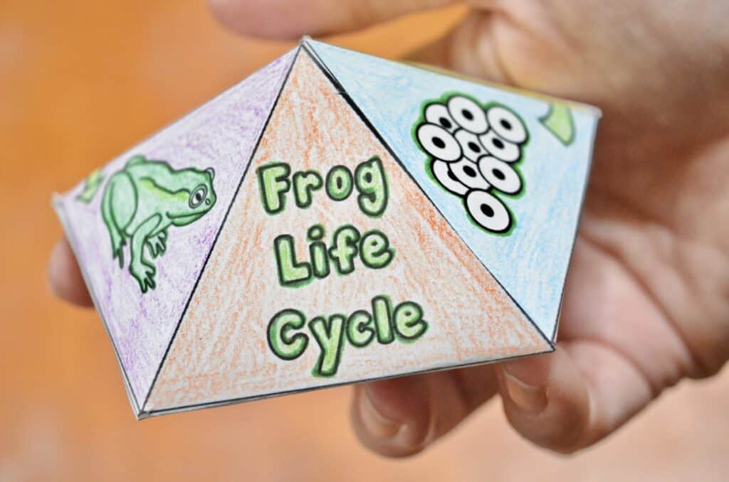 Free Printable Frog Life Cycle Spinner Top Game