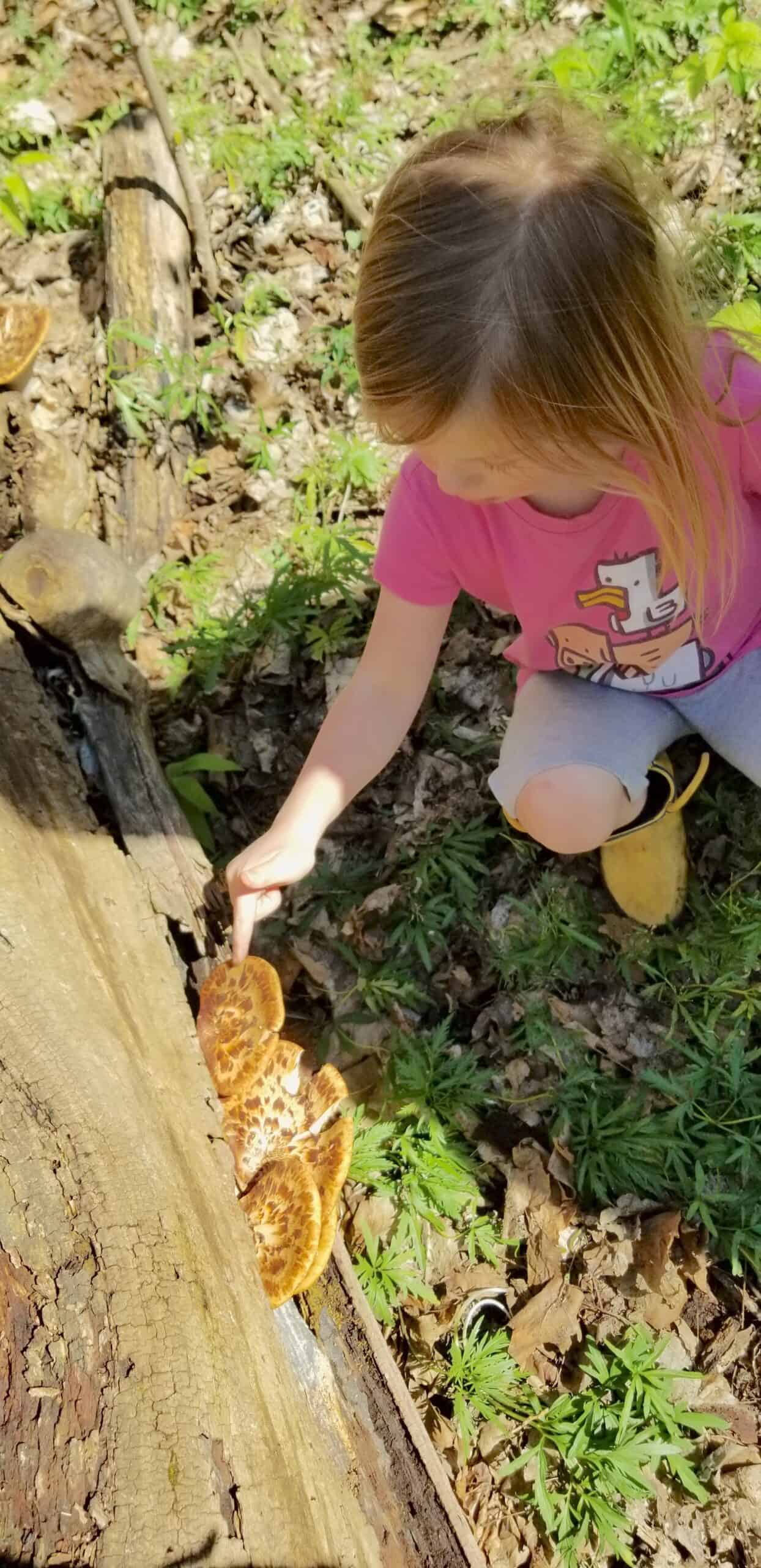 girl touching edible mushroom Dryad's Saddle Pheasant Back