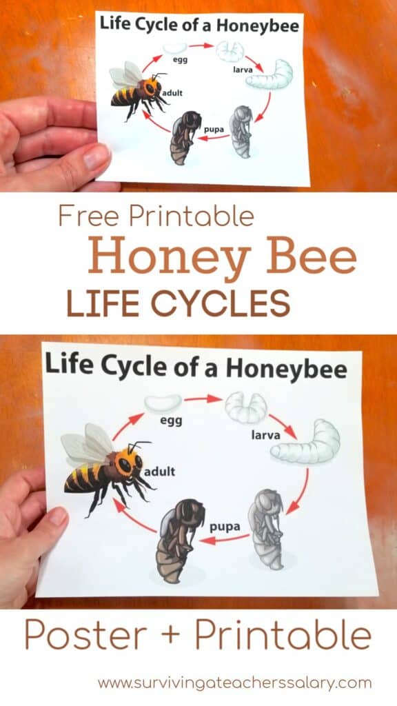 honey bee life cycle poster