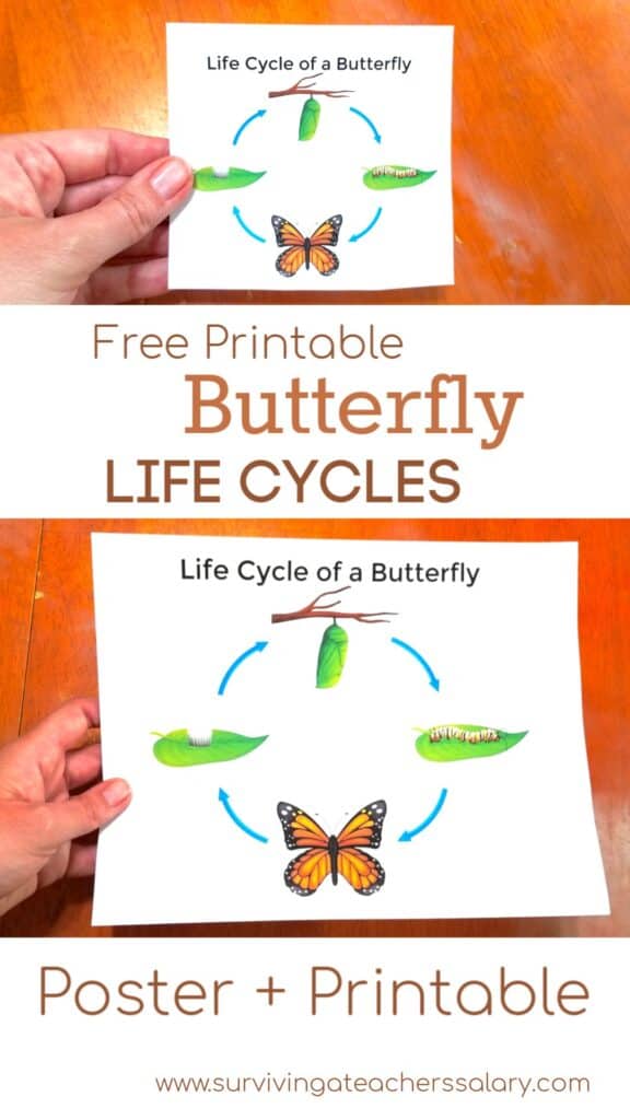 Printable butterfly life cycle