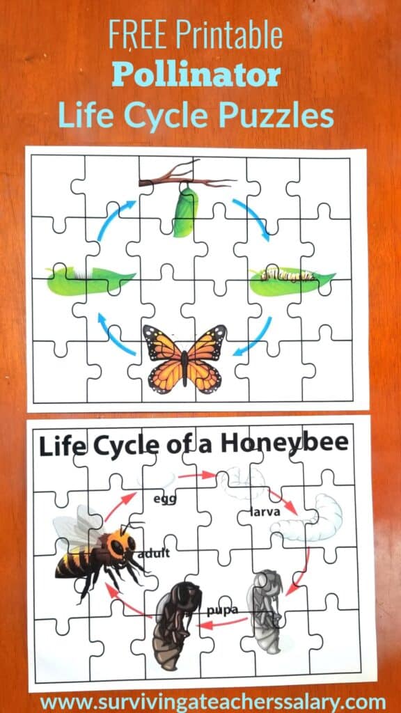 life cycle puzzles bee butterfly