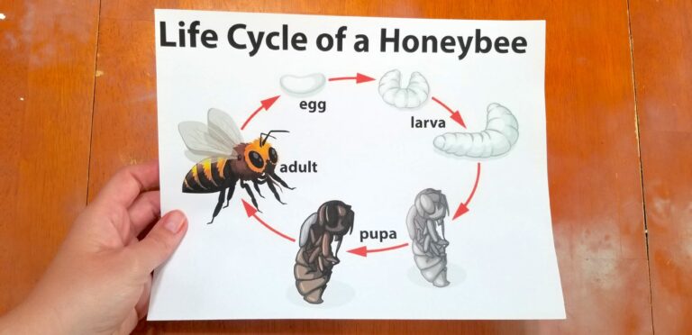 Free Bee & Butterfly Life Cycle Printables & Puzzles