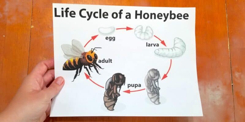 honey bee life cycle poster