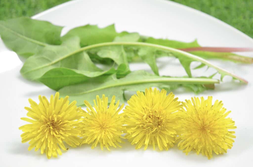 dandelion flowers and leaves