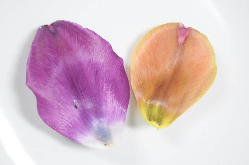 tulip petals