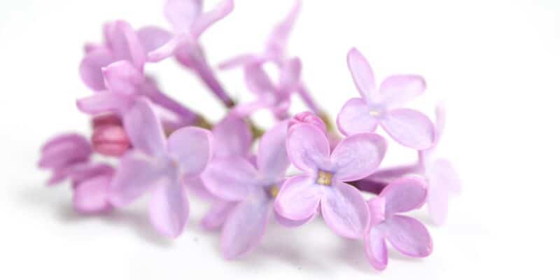 fresh lilac flowers white background