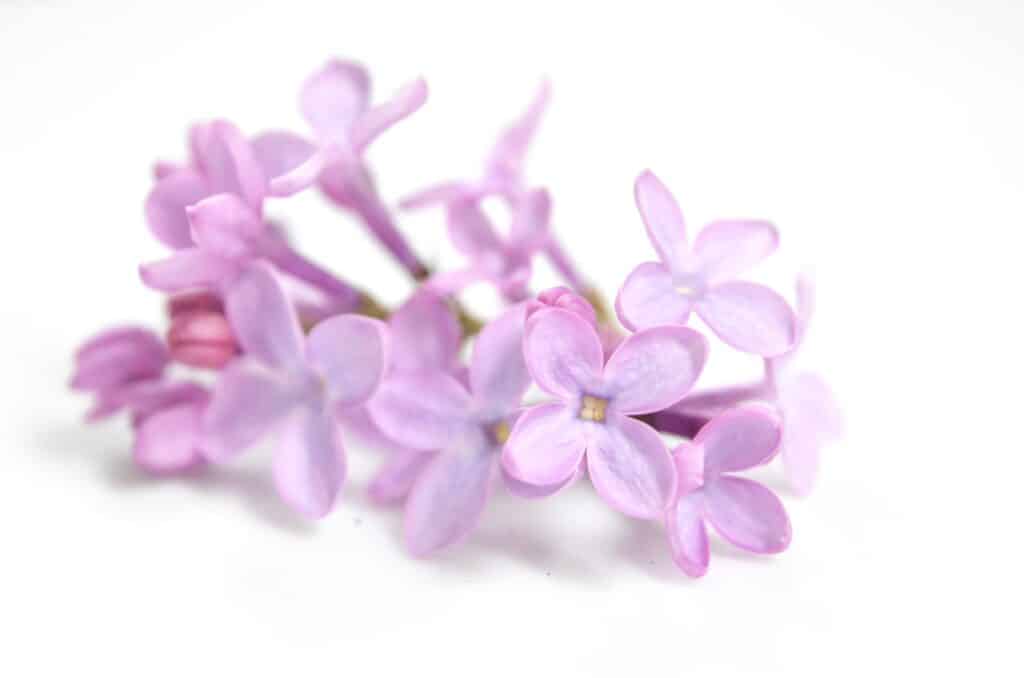 lilac flowers