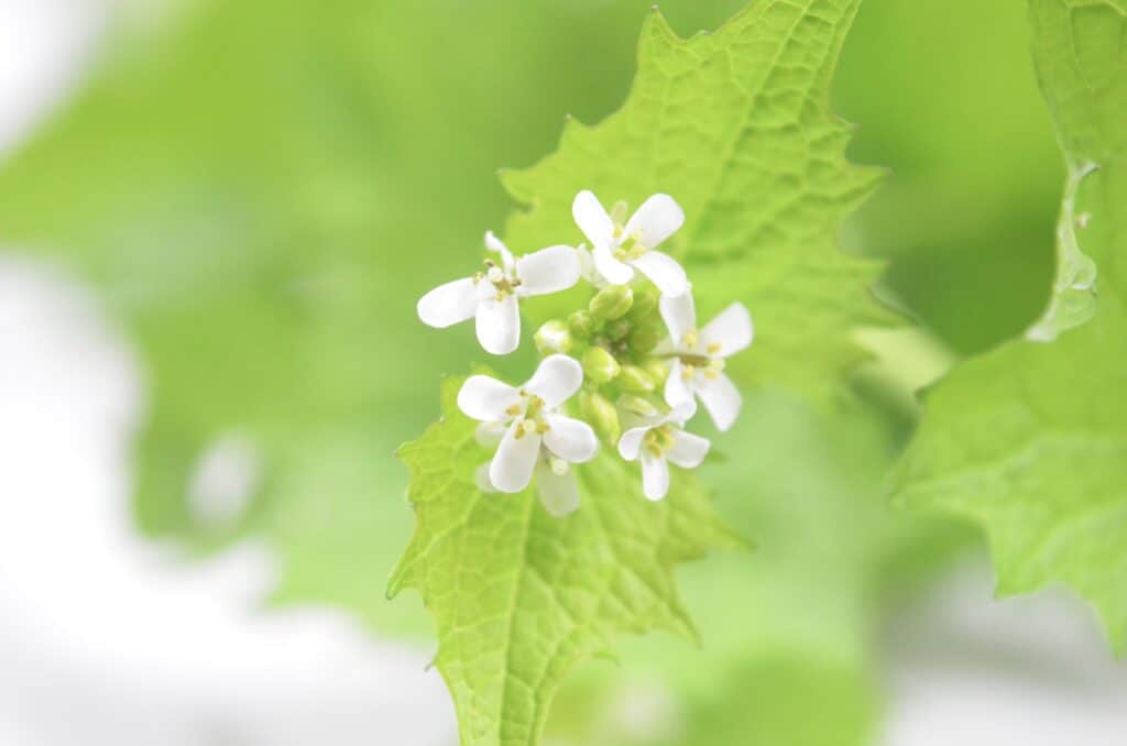 garlic mustard plant