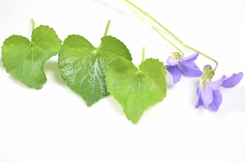 blue violet flowers and leaves