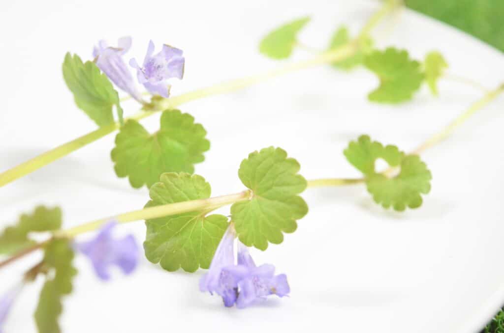 ground ivy creeping charlie