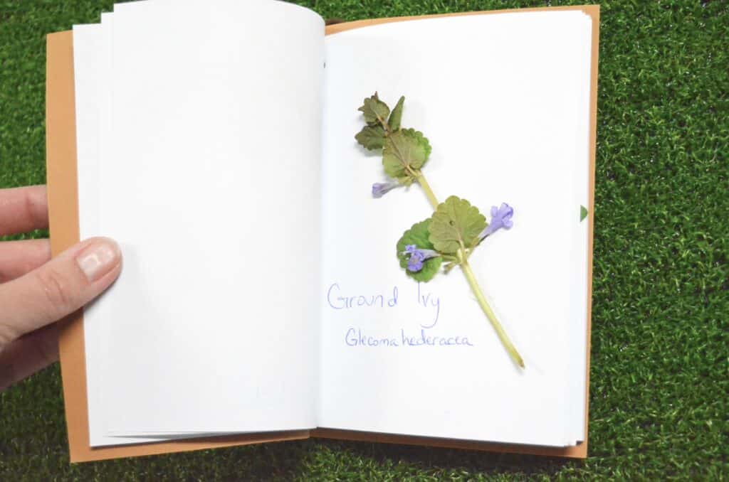 ground ivy creeping charlie nature journal