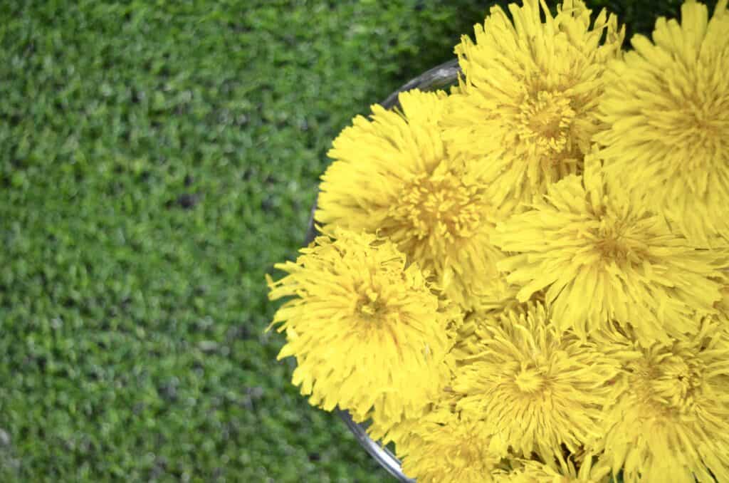 dandelion flowers on green grass