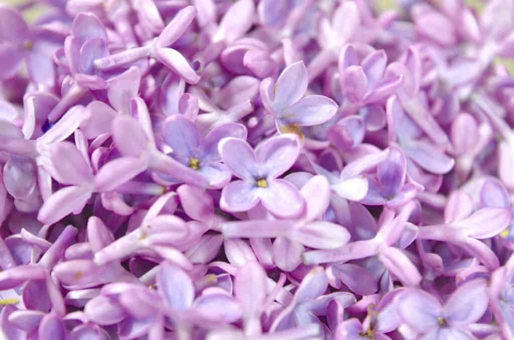 lilac flowers background