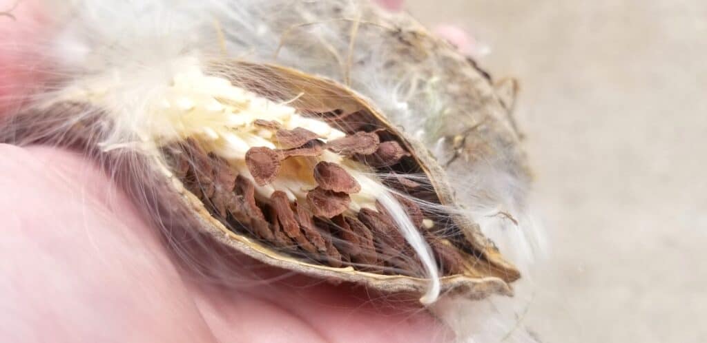 milkweed pod macro up close