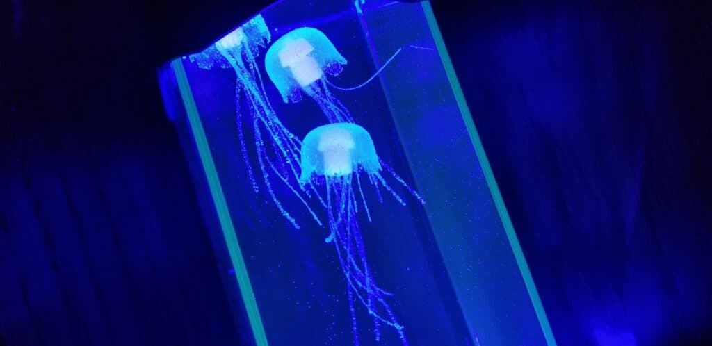 sensory jellyfish aquarium kit