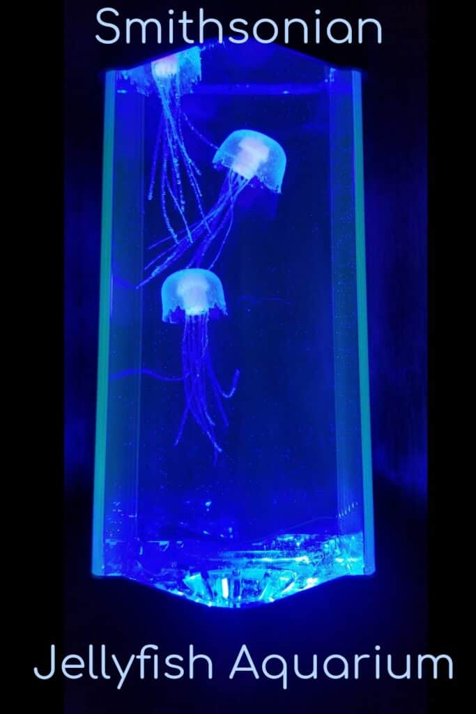 Smithsonian jellyfish aquarium kit