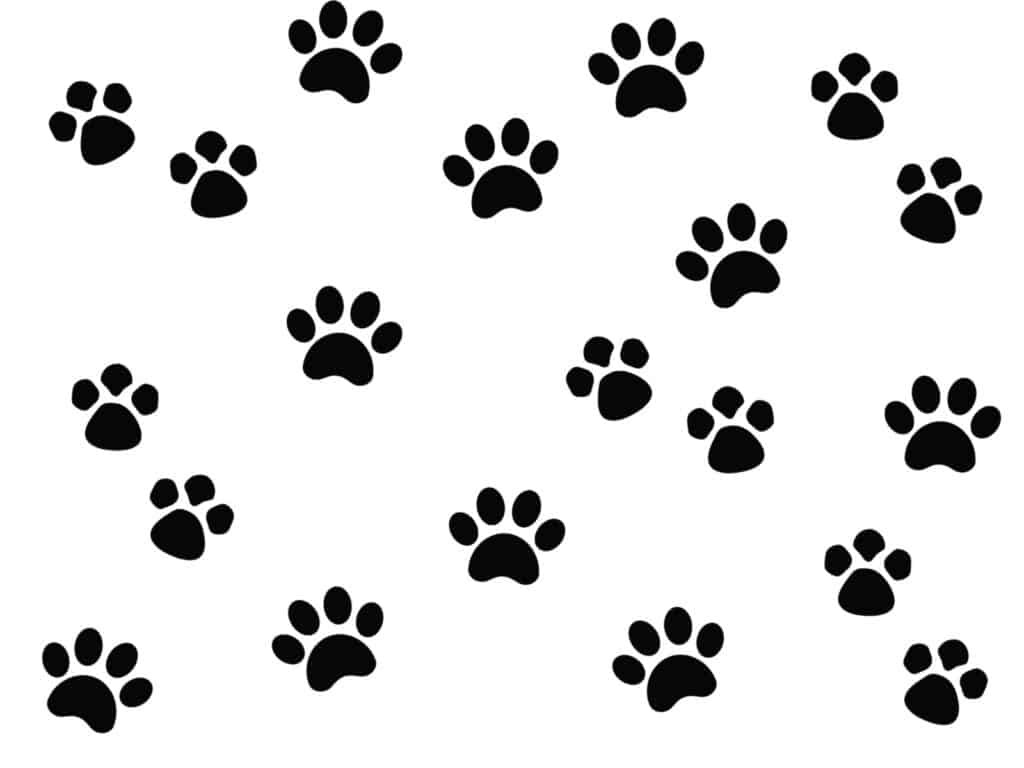 black and white paw print wrapping paper