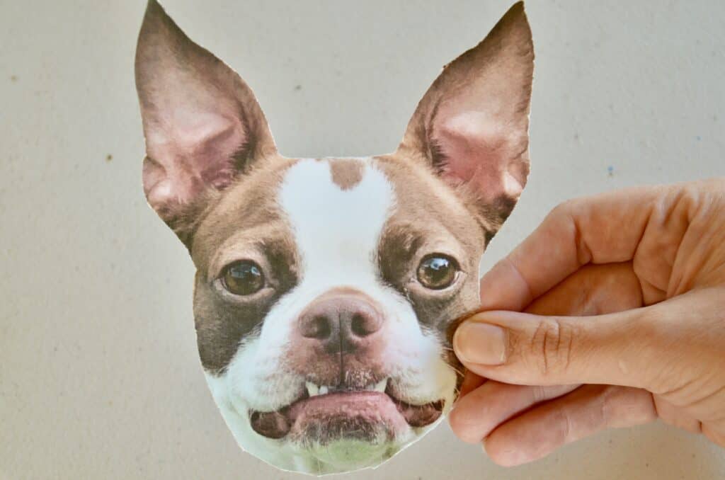 Boston Terrier dog craft