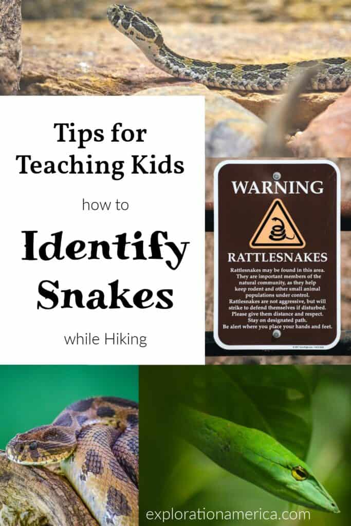 how to identify snakes