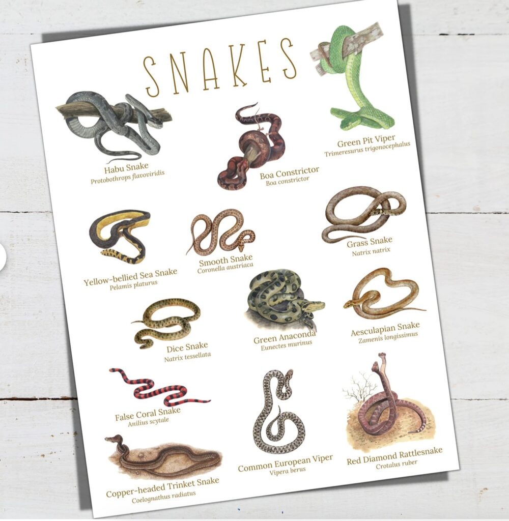 educational snake books