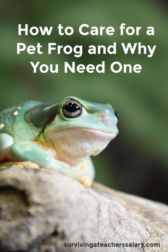 Pet frog care tips