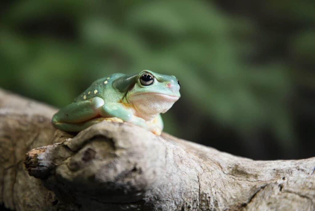 tree frog stock