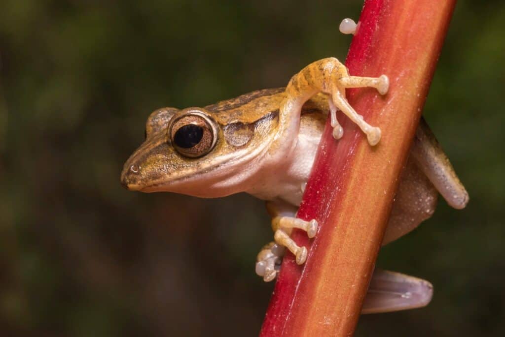 tree frog stock