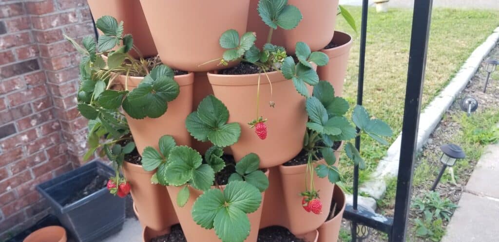 vertical garden tower strawberry plants