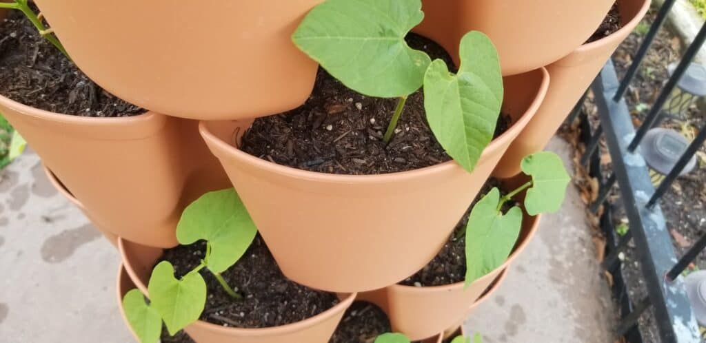 bean plants in vertical garden tower