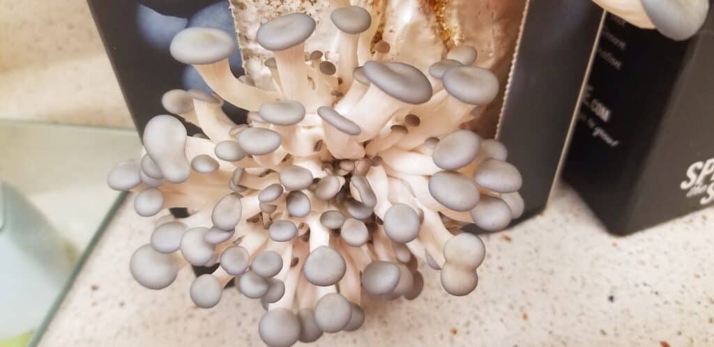 blue oyster mushrooms countertop growing kit