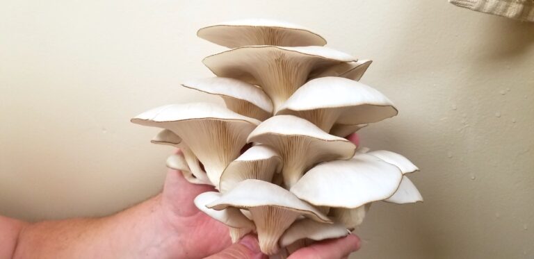 Grow Mushrooms in Your Kitchen with North Spore