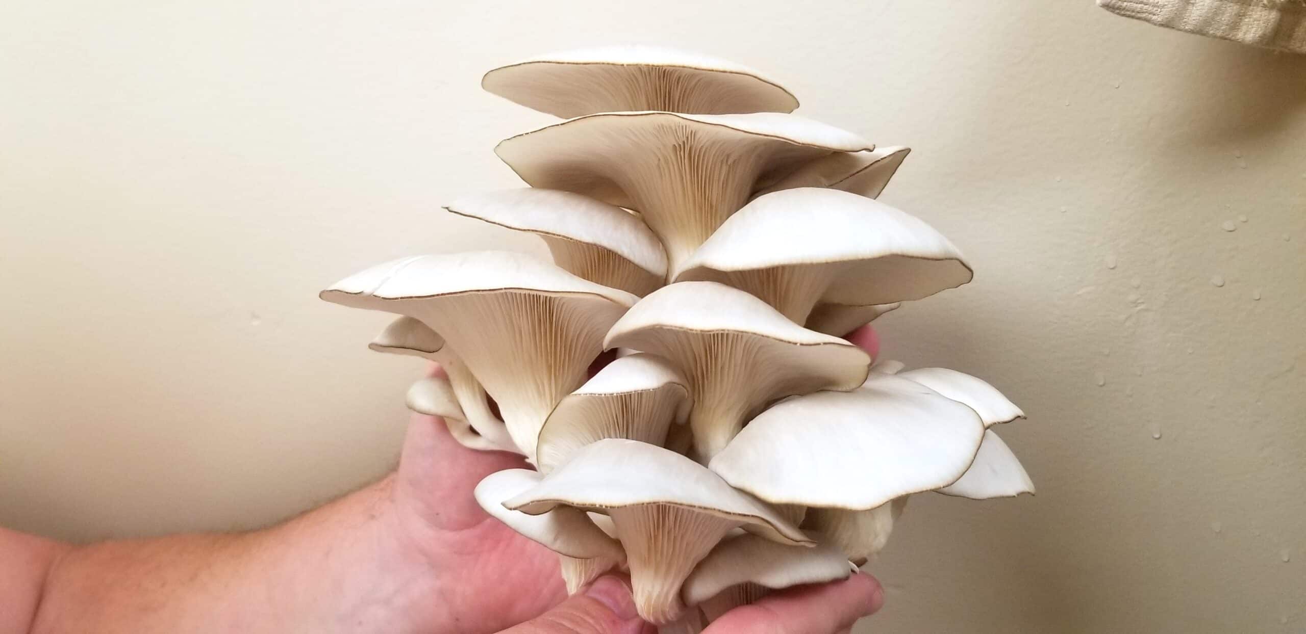 north spore mushrooms