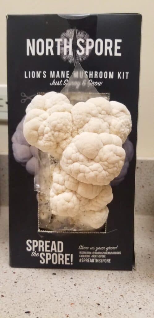 Lion's Mane mushroom growing kit