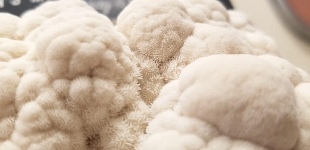 close up macro photo of Lion's Mane mushrooms