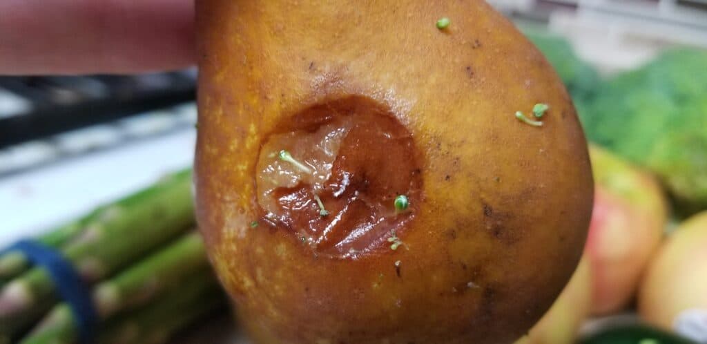 rotting pear from Imperfect Foods