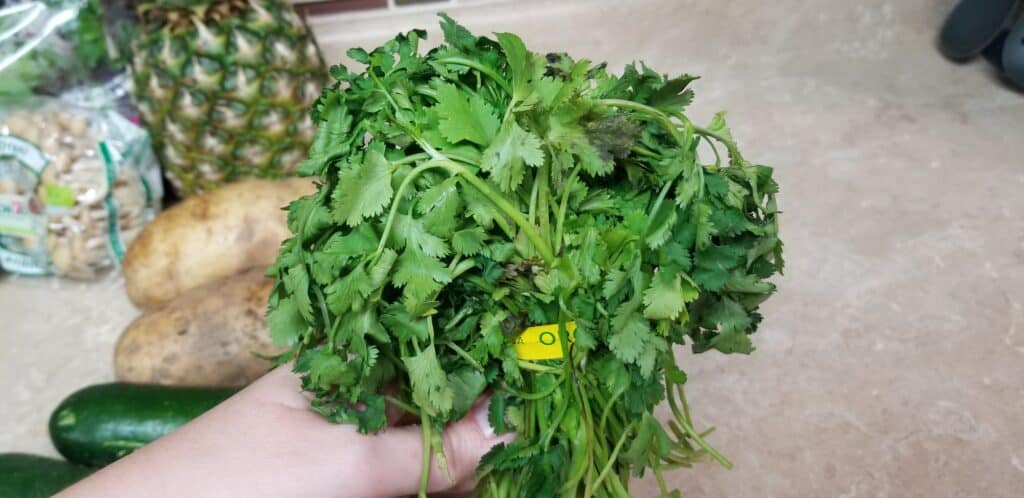 wilting bunch of cilantro