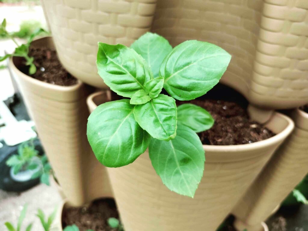 small basil plant in Greenstalk garden