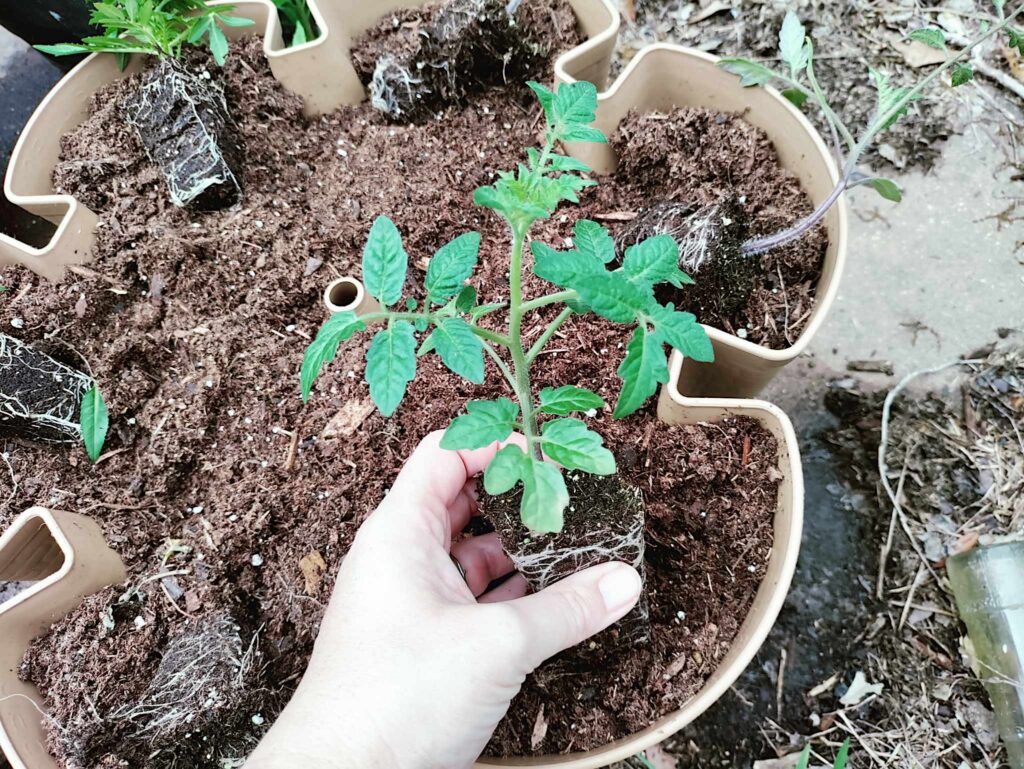 planting a tomato plant in the Greenstalk planter